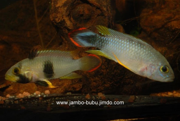 Apistogramma panduro