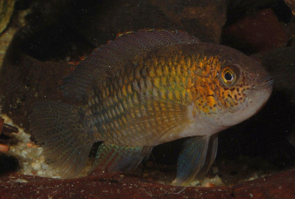 Nannacara sp."Rot" M. stimmungsbedingte Färbung