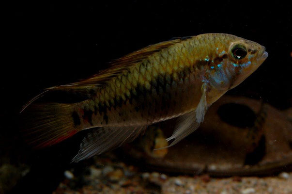 Apistogramma macmasteri WF