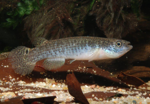 Anablepsoides lungi  W.