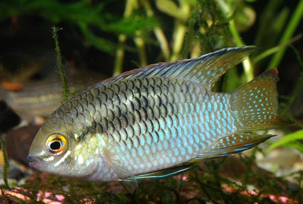 Laetacara curviceps