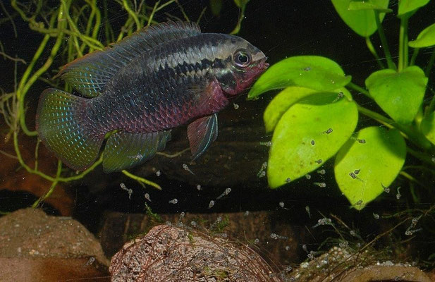 Laetacara dorsigera W. Jungfische führend