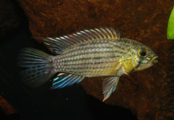 Apistogramma tucurui
