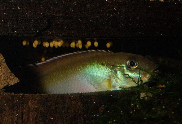 Nanochromis parilus