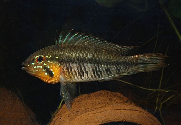 Apistogramma gibbiceps hoch agressiv