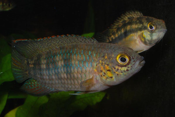 N. sp Soumourou stimmungsbedingte Färbung