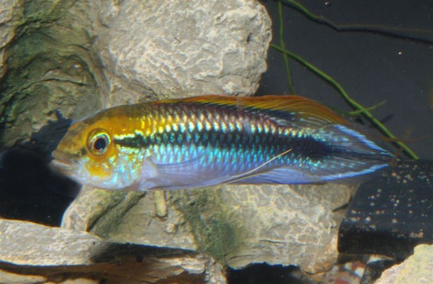 Apistogramma agassizii "Flamenko" (Peru Import)