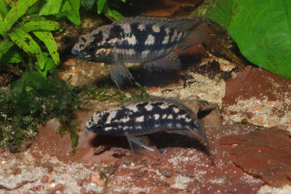 Jungfische führend achte auf Brutpflegefärbung des M.