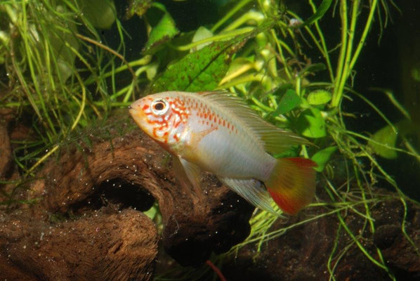 Apistogramma macmasteri  Zuchtform gold