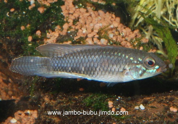 Apistogramma iniridae M unterdrückt