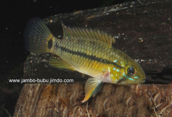 Apistogramma caetei W neutrale Färbung