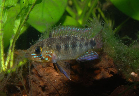 Apistogramma commbrae