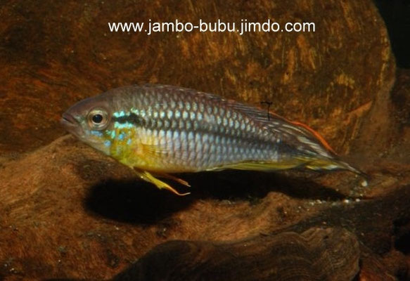 Apistogramma agassizii "Manacapuro"