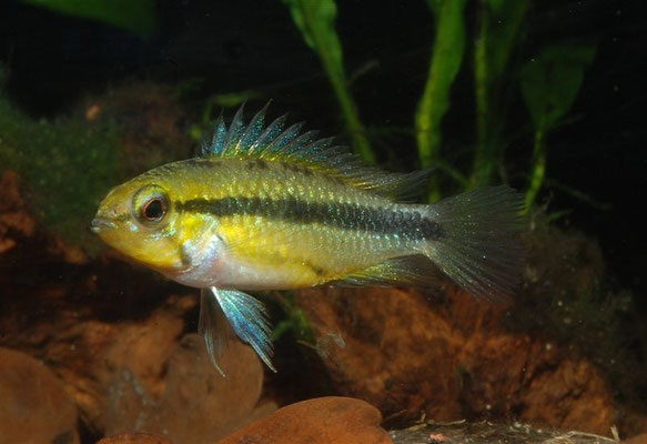 Apistogramma trifasciata neutral