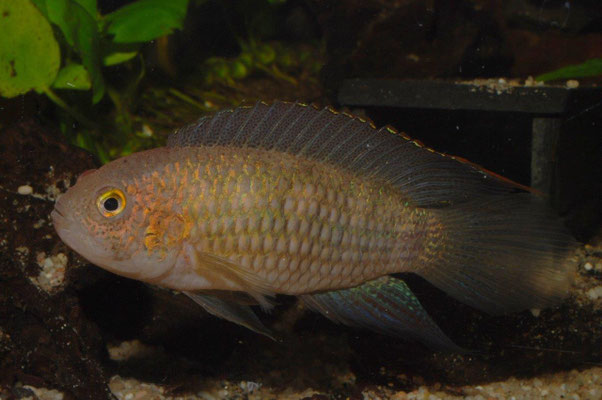 Nannacara sp."Rot" M. stimmungsbedingte Färbung