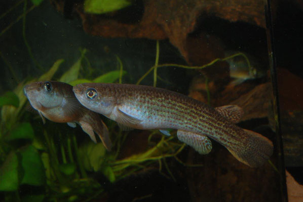 Anablepsoides lungi 