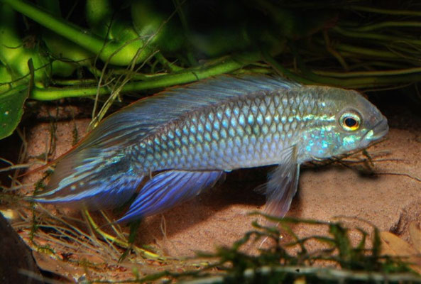 Apistogramma agassizii adult WF Peru