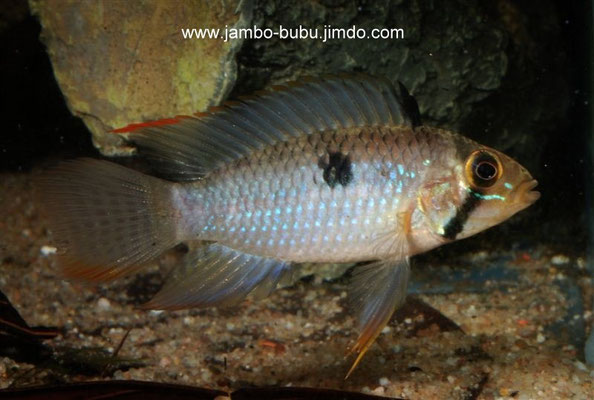 Ap.steindachneri WF sub adult drohend Surinam Savanne Beiseba Swamp