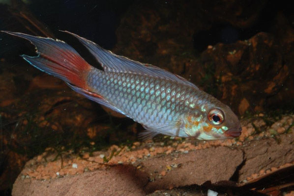 Apistogramma spec "Rotkeil" flabelicauda? Caudale mäßig gemustert