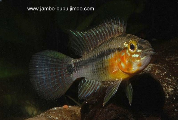 Apistogramma taeniata