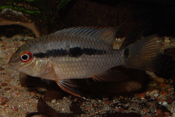 Krobia sp. Rotauge subadult