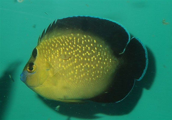 Apolemichthysxanhopunctatus