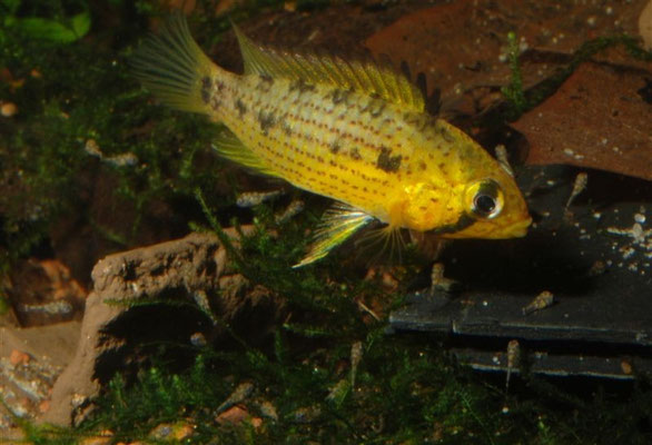 Apistogramma tucurui W Brutpflegend