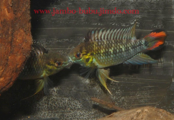 Apistogramma hoignei  Maulzerrend
