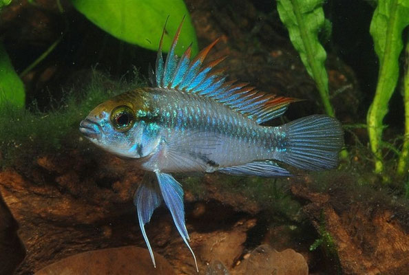 Apistogramma trifasciata-Paraguay