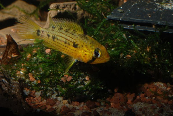 Apistogramma tucurui W Brutpflegend