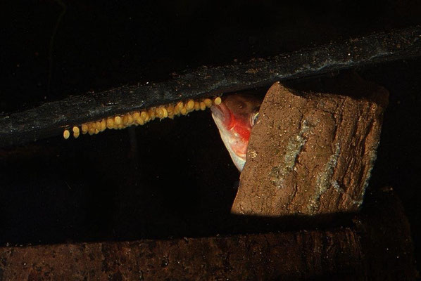 Pelvicachromis taeniatus Nigeria red M. Eier ablutschend