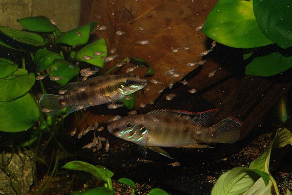 Wallsceochromis signatus Paar Junge führend