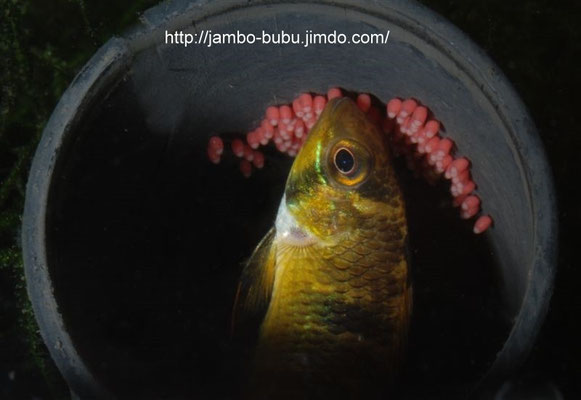 Apistogramma steindachneri WForm Gelege pflegend