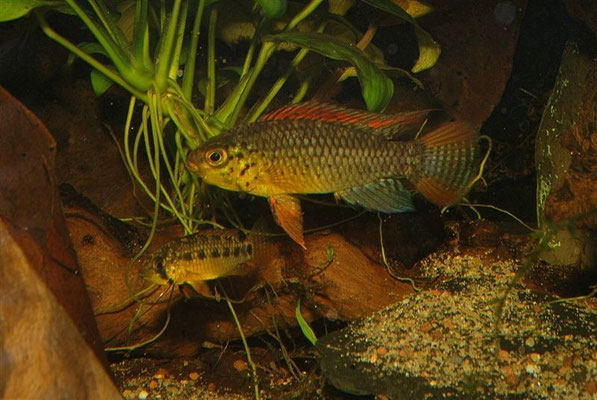 Apistogramma sp. Vielfleck Paar Brutpflegend
