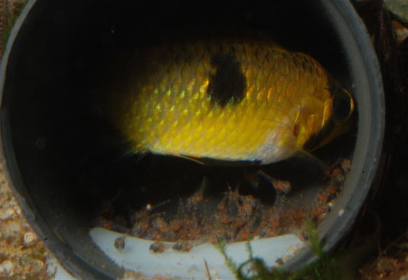 Apistogramma steindachneri Larven Tag 5 -19.02.2014 11:34