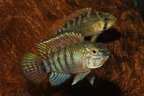 Apistogramma spec. Winkelfleck (Oroja)