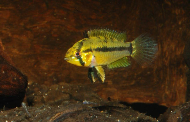 Apistogrammoides pucallpensis W. Brutpflegefärbung