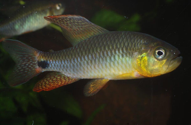 Crenuchus spilurus
