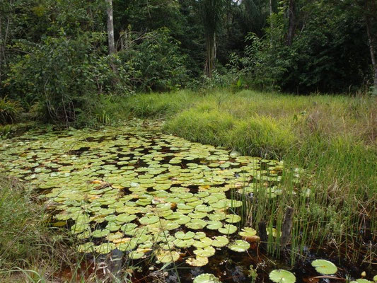 Coropina Creek unter anderem Fundort von Ap. steindachneri