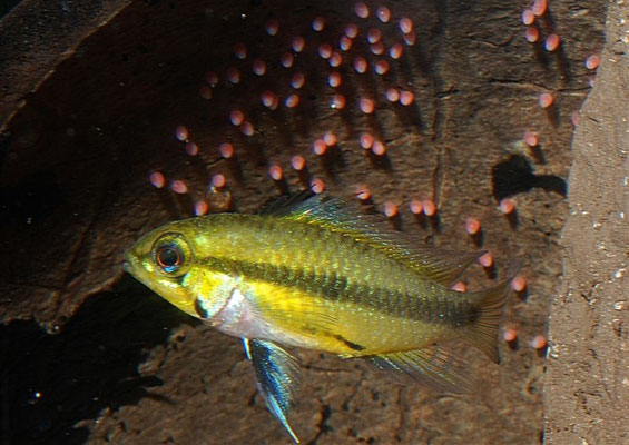 Apistogramma trifasciata W Brutpflegefärbung, Gelegebetreuend