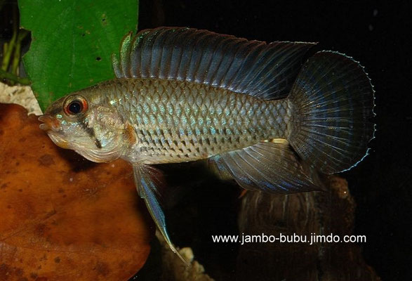 Apistogramma velivera adult