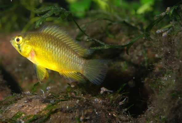 Apistogramma borellii W Brutpflegefärbung, Junge führend