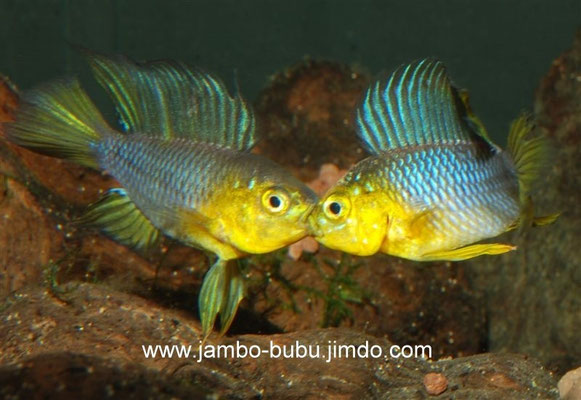 Apistogramma borellii Maulzerrend