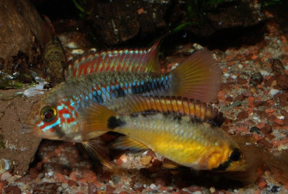 Apistogramma spec "Papagei"
