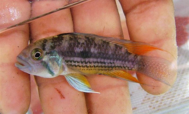 Apistogramma cacatuoides WForm violette