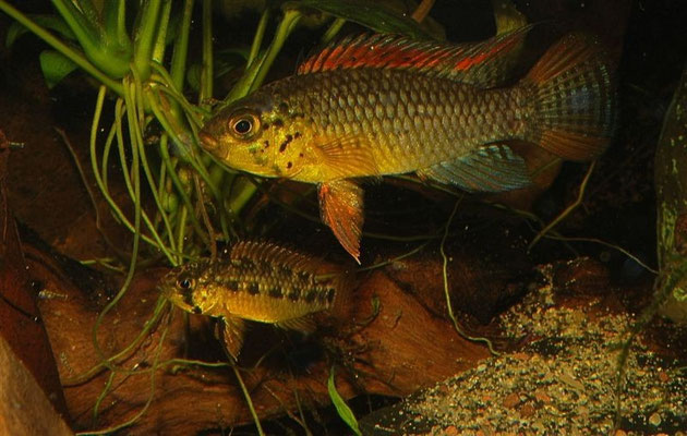 Apistogramma sp. Vielfleck Paar Brutpflegend