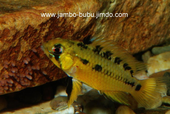 Apistogramma hongsloi W Brutpflegefärbung achte auf Gelege