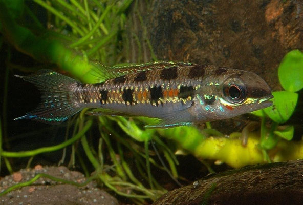 Dicrossus filamentosus