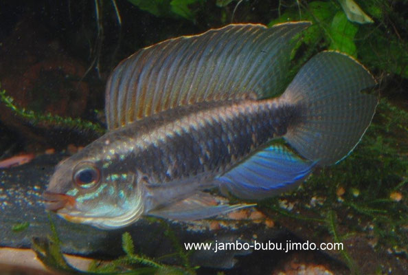 Apistogramma iniridae M adult mit breiten Querstreifen drohend