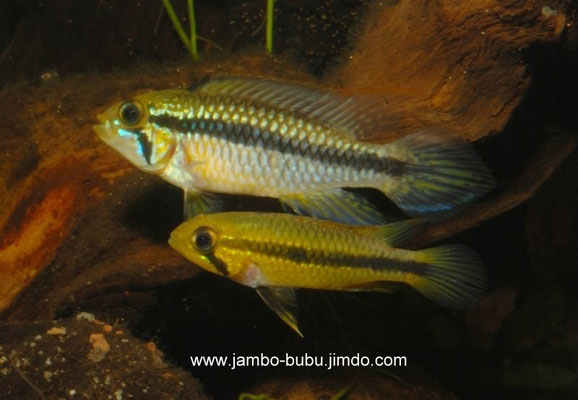 Apistogramma agassizii "Rio Januari" Brasil